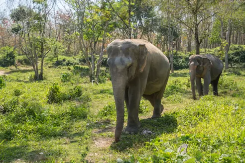 Elephant Enjoying Retirement In A Rescue Sanctuary Gettyimages 927446930