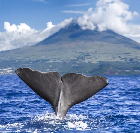 Premium Azores Adventurous Azores Sao Miguel Day3 Whale Dolphin Safari Sperm Whale Gettyimages 167229406 1