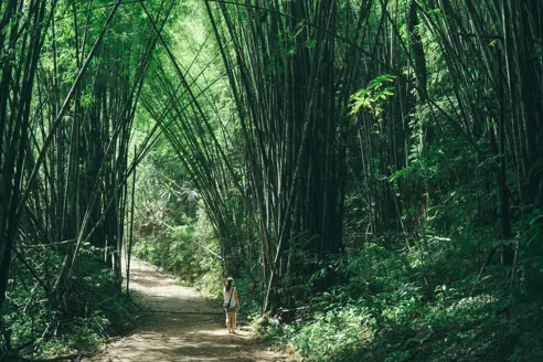 Khao Sok 503172175