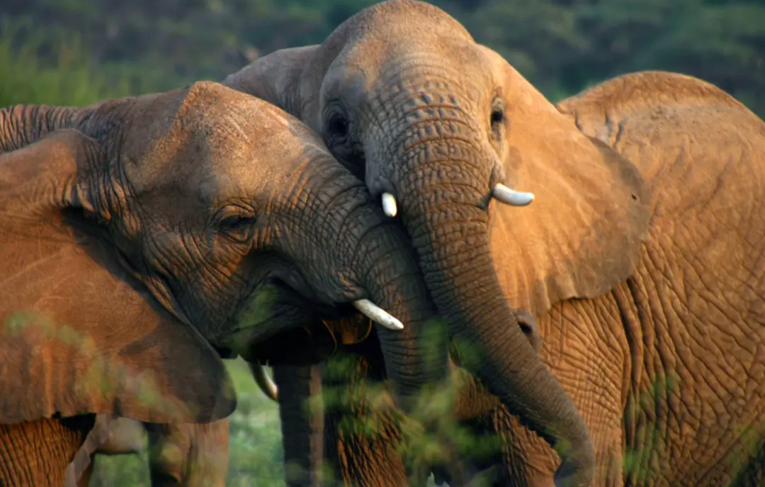 Tanzania Elefant 2