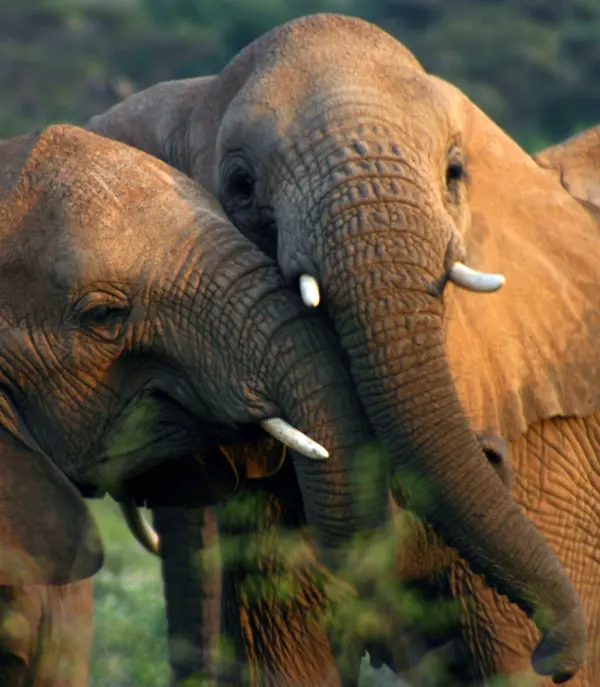 Tanzania Elefant 2