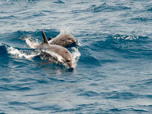 LPA Dolphins Adobestock 216836451