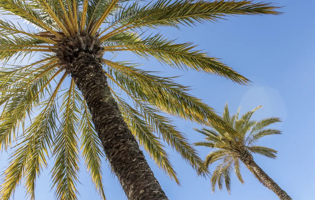 AGP Palm 1