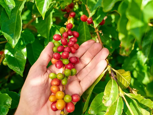 LPA Coffeeplants Adobestock 267207155