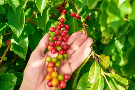 LPA Coffeeplants Adobestock 267207155
