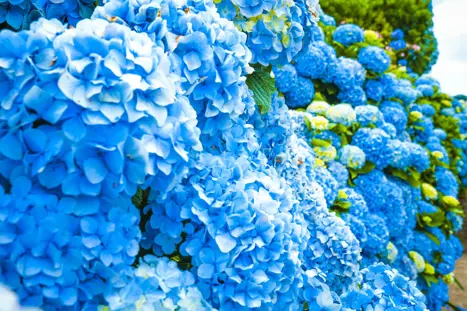 Hortensia 6_.jpg