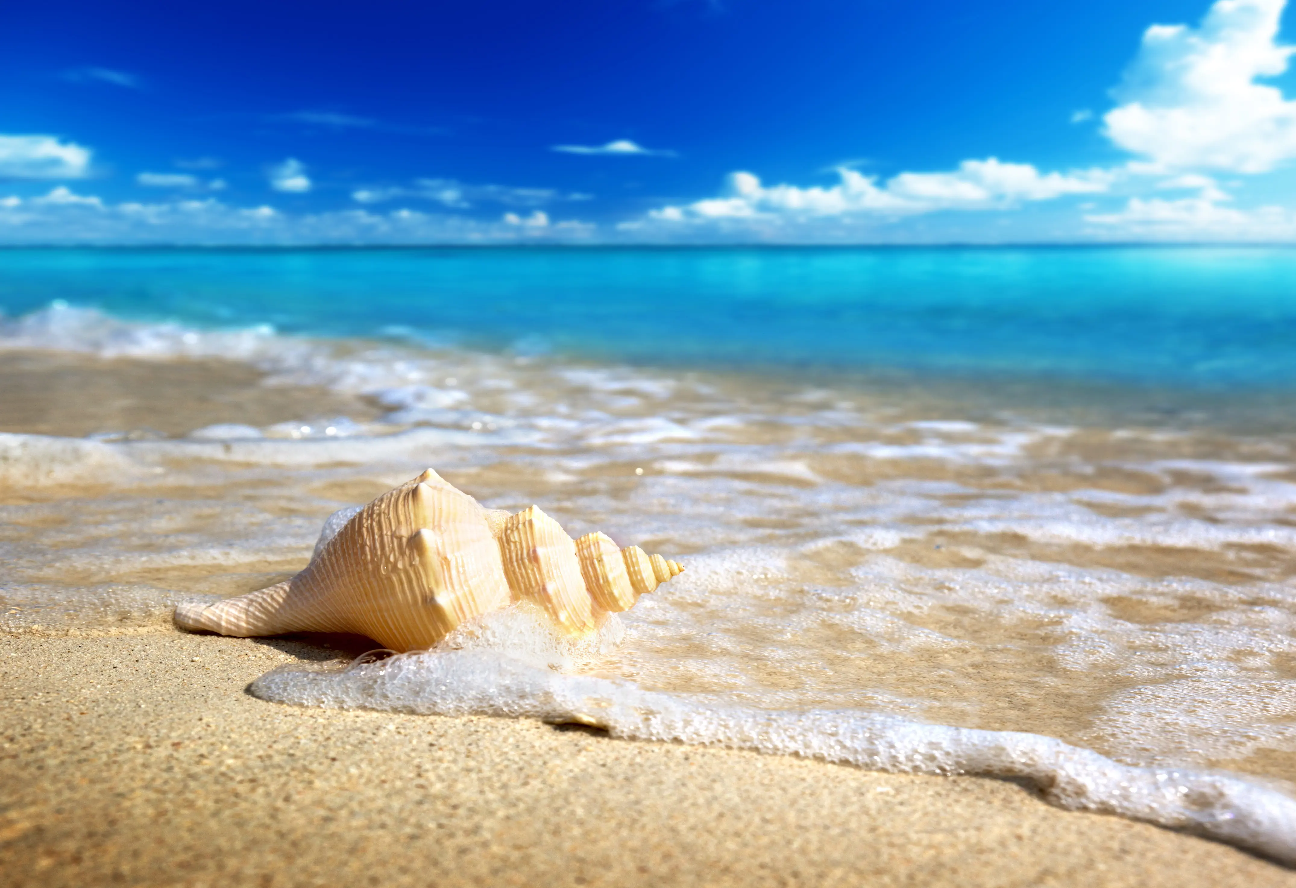 Shutterstock 82797373