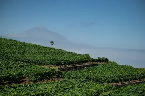Viñedos Bodegas Monje Con Teide De Fondo. El Sauzal