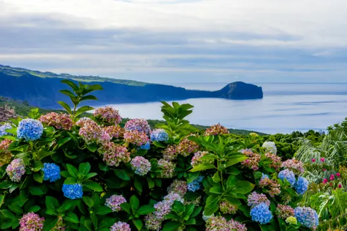 (3) Faial, Naturen