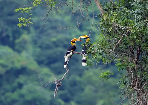 Khao Sok 722817319