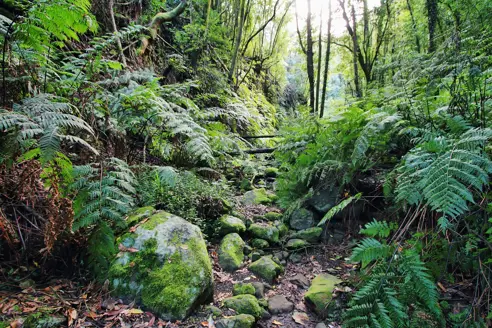 SPC Forest In Cubo De La Galga 168506528