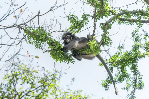 Kui Buri Gettyimages 843067152