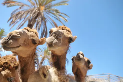 FUE Oasis Park Zoo Camels 509530798