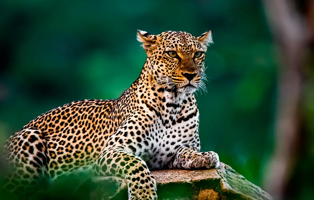 1200X500 Topbillede Kenya