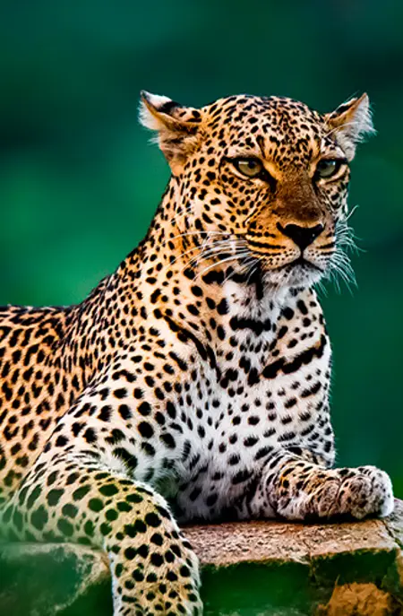1200X500 Topbillede Kenya