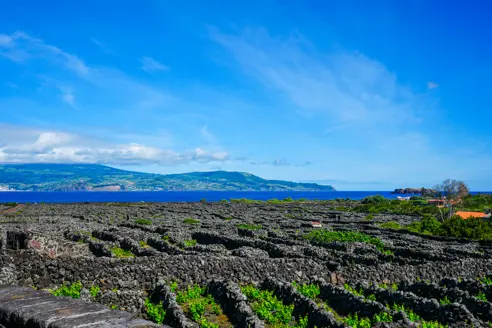 (2) Pico, Vin Marker, Udsigt Til Faial