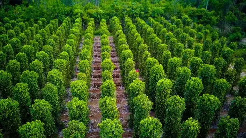 Viet Phu Quoc Peberfarm 1.jpg
