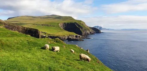 Sheep On The Cliff Adobestock 573247809