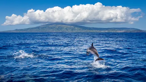 PDL Hvalsafari AdobeStock_285929977.jpg