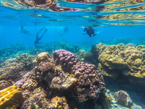 Surinisland Adobestock 256757692