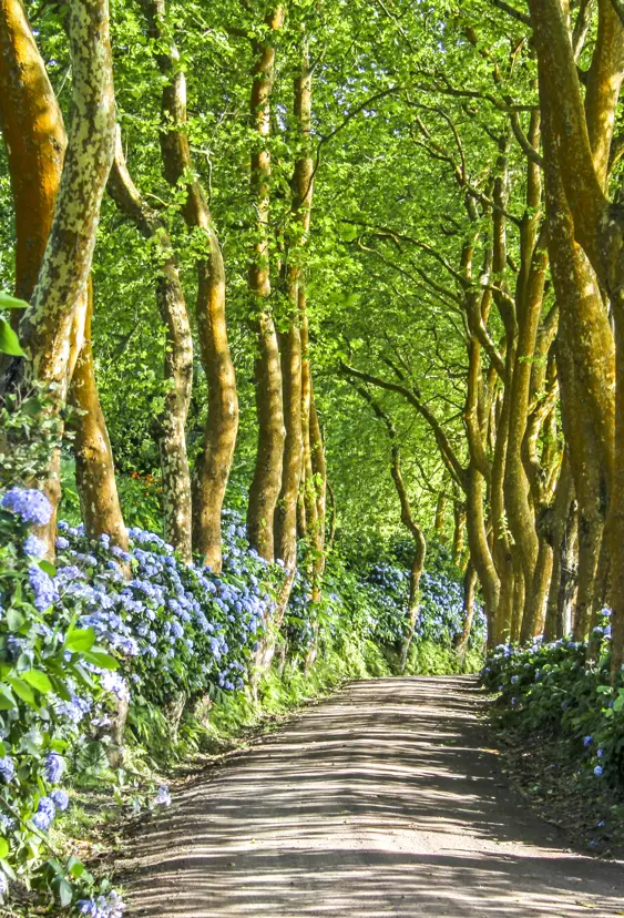 Portugal Azores Destination Lonely Side Road At Sao Miguel Gettyimages 918169566 1