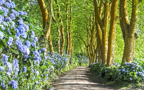 Portugal Azores Destination Lonely Side Road At Sao Miguel Gettyimages 918169566 1
