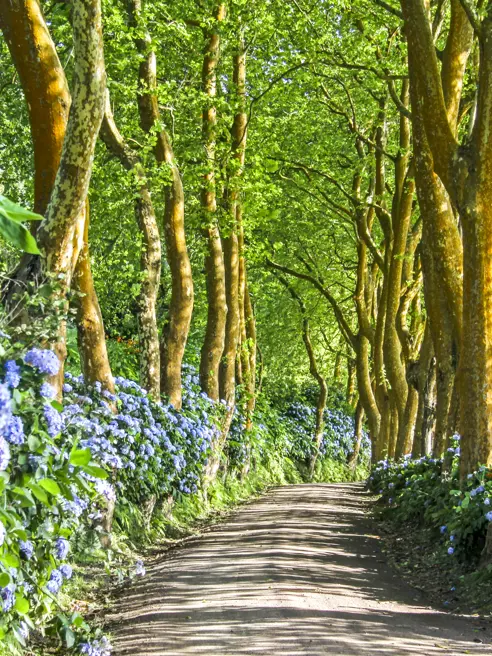 Portugal Azores Destination Lonely Side Road At Sao Miguel Gettyimages 918169566 1