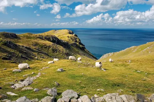 Irish_Sheep_AdobeStock_539820906.jpeg