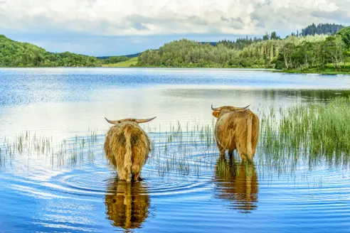 Loch-Lomond_457745089.jpg