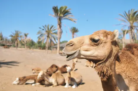 FUE Oasis Park Zoo Camels 561138382