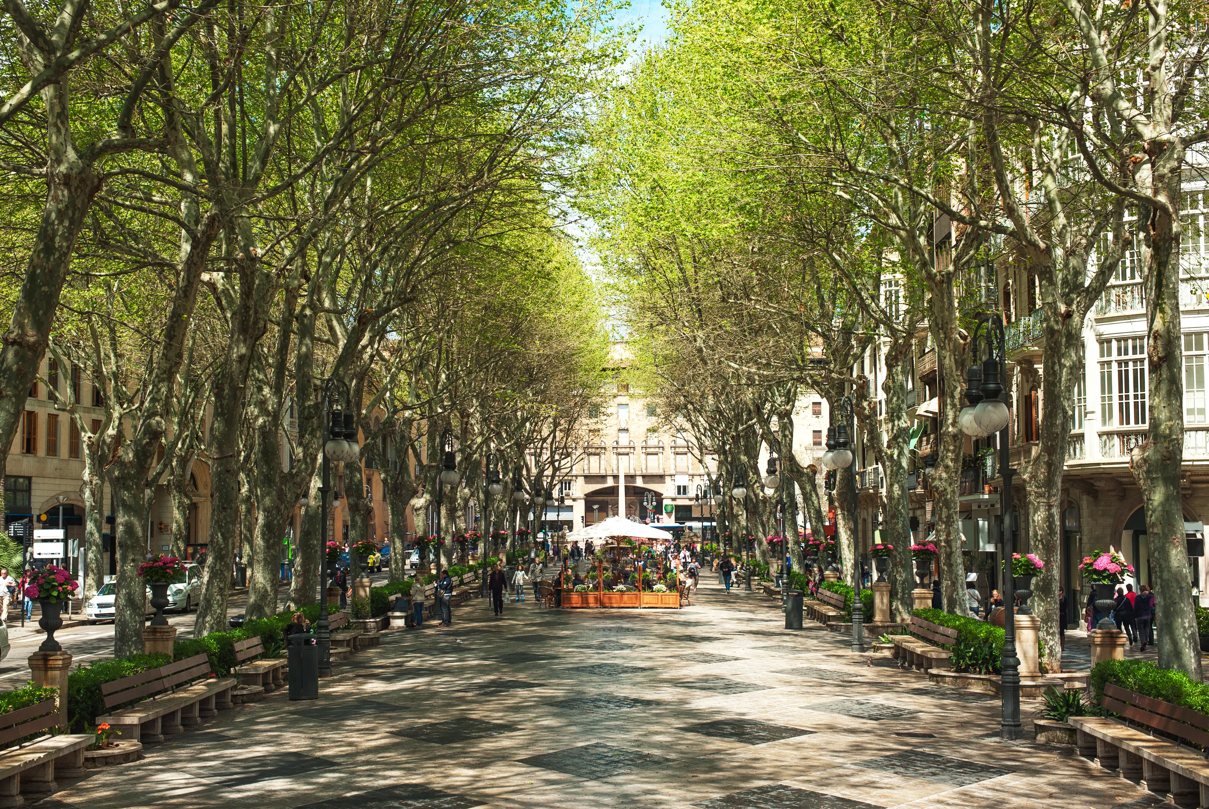 PMI Palma Boulevard 114291334