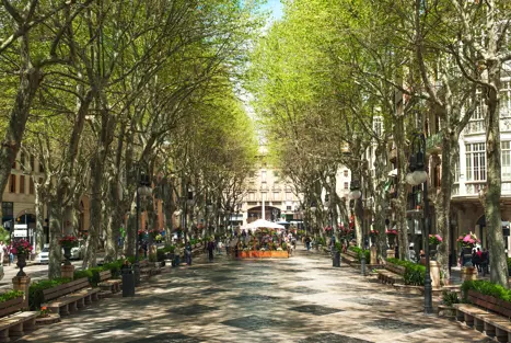 PMI Palma Boulevard 114291334