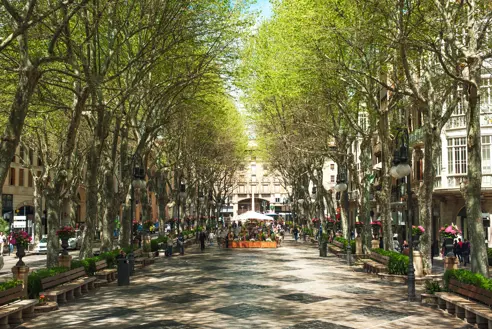 PMI Palma Boulevard 114291334