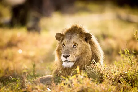 53587 Lion 491916511 WEB
