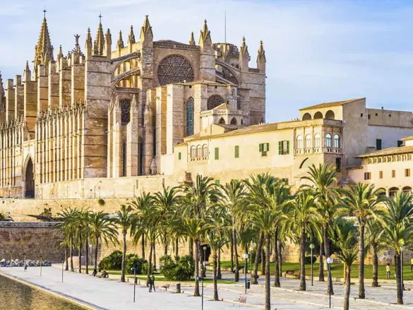 Palma Leseu Adobestock 100275682