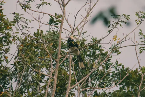 Kuiburi Nationalpark Adobestock 725332177