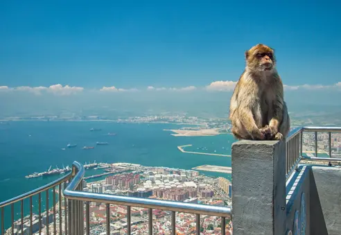 AGP Gibraltar SS 375400606