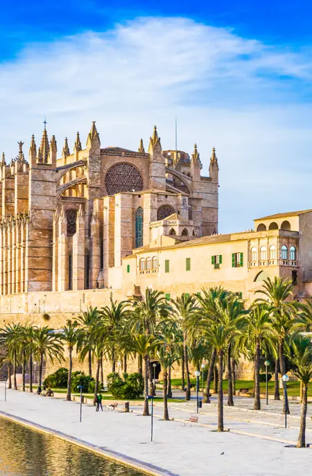 Palma Leseu Adobestock 100275682 (1)