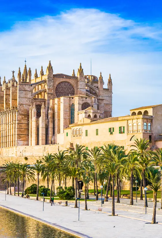 Palma Leseu Adobestock 100275682 (1)