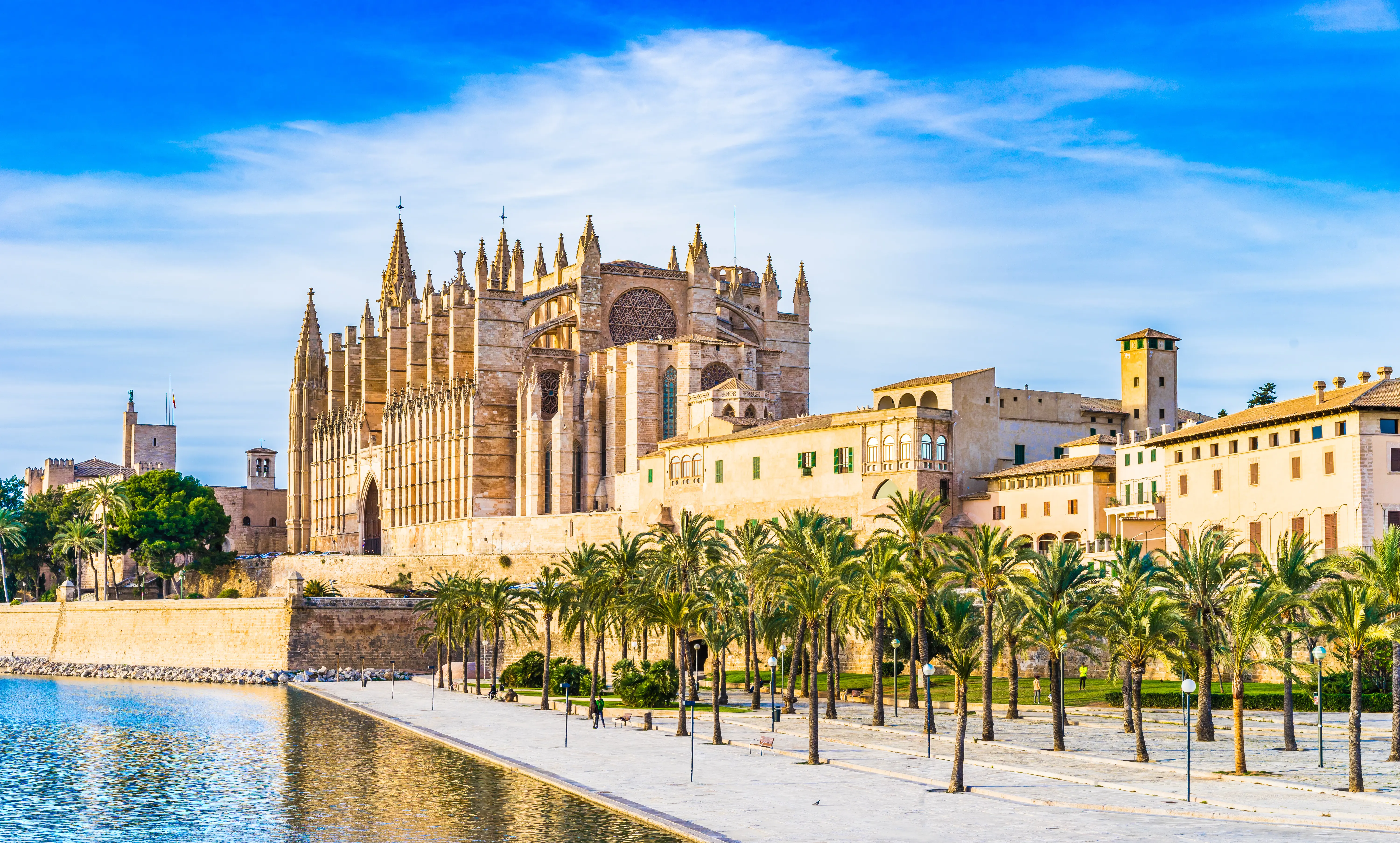 Palma Leseu Adobestock 100275682 (1)