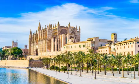 Palma Leseu Adobestock 100275682 (1)