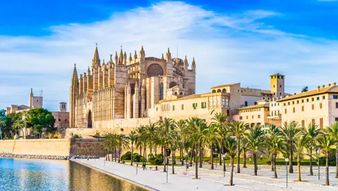 Palma Leseu Adobestock 100275682 (1)