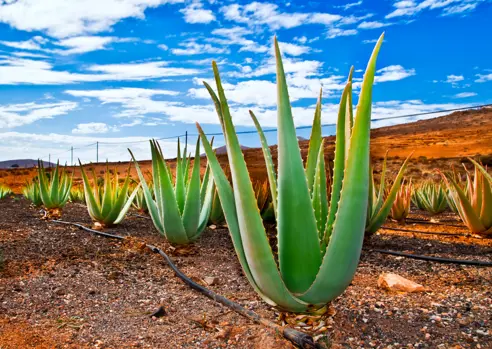 FUE Aloe Veramark Shutterstock 103731770