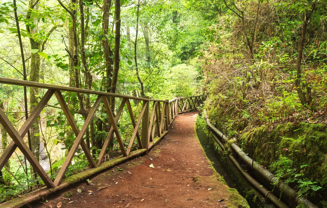 SPC Hiking Trail At Los Tilos Biosphere Reserve 489952567