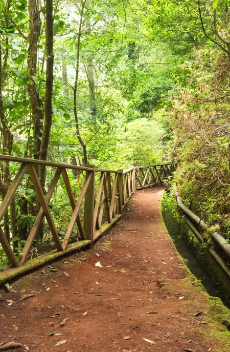 SPC Hiking Trail At Los Tilos Biosphere Reserve 489952567