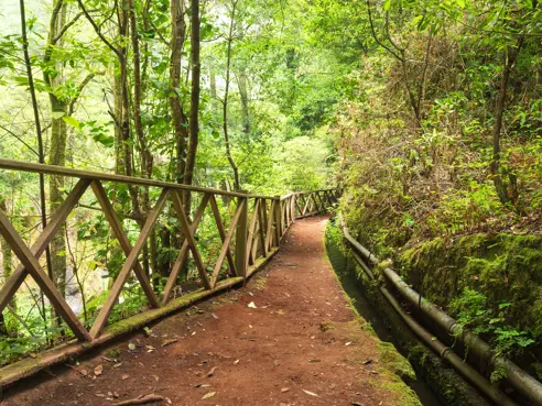 SPC Hiking Trail At Los Tilos Biosphere Reserve 489952567