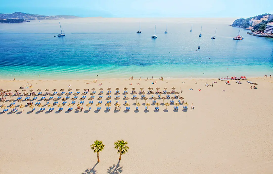 PMI Palmanova Playa WEB