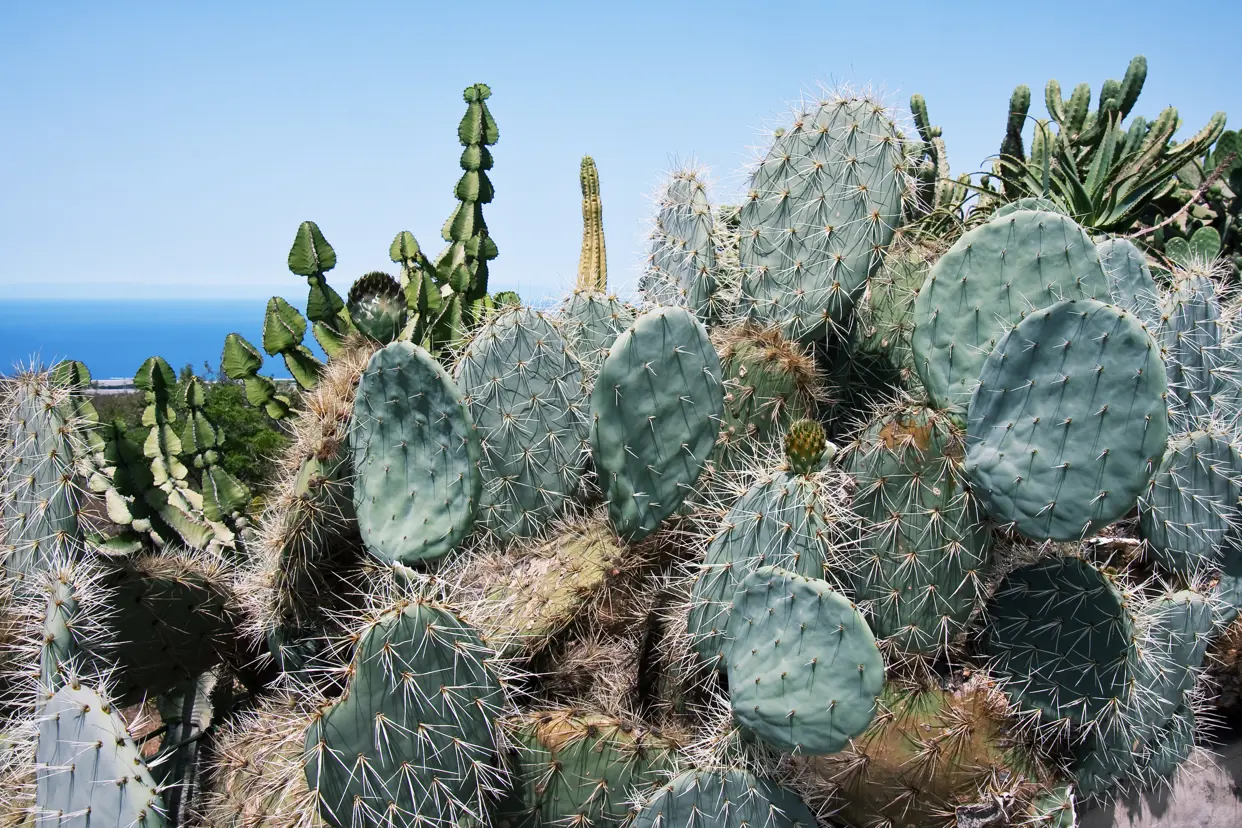 SPC Cactus 50438164