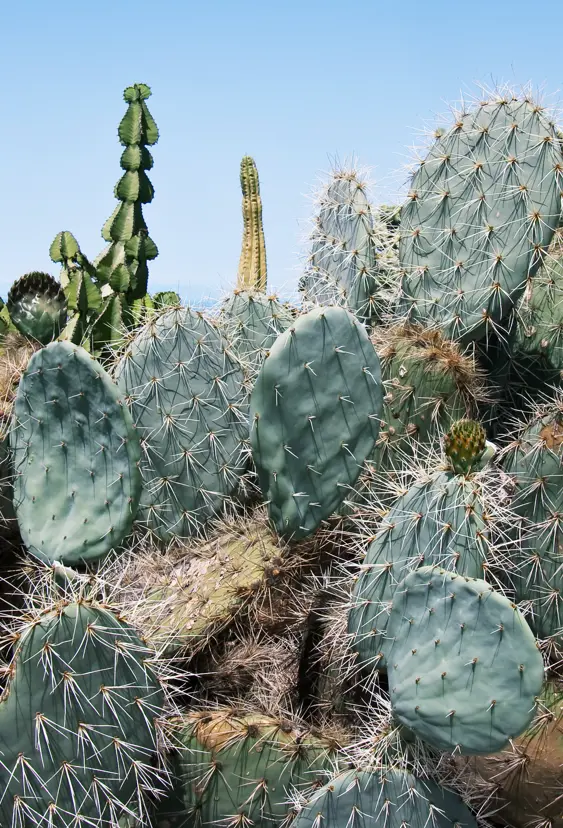 SPC Cactus 50438164