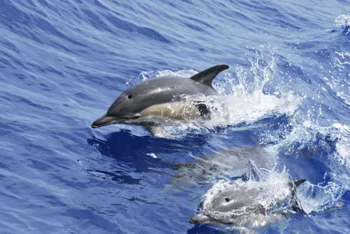 PDL Commondolphins 1